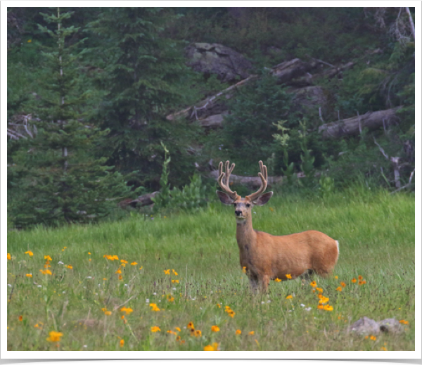 Mule Deer